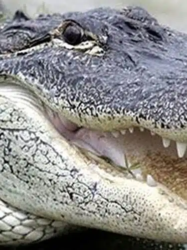 Alligator Attacks Toddler At Disney World